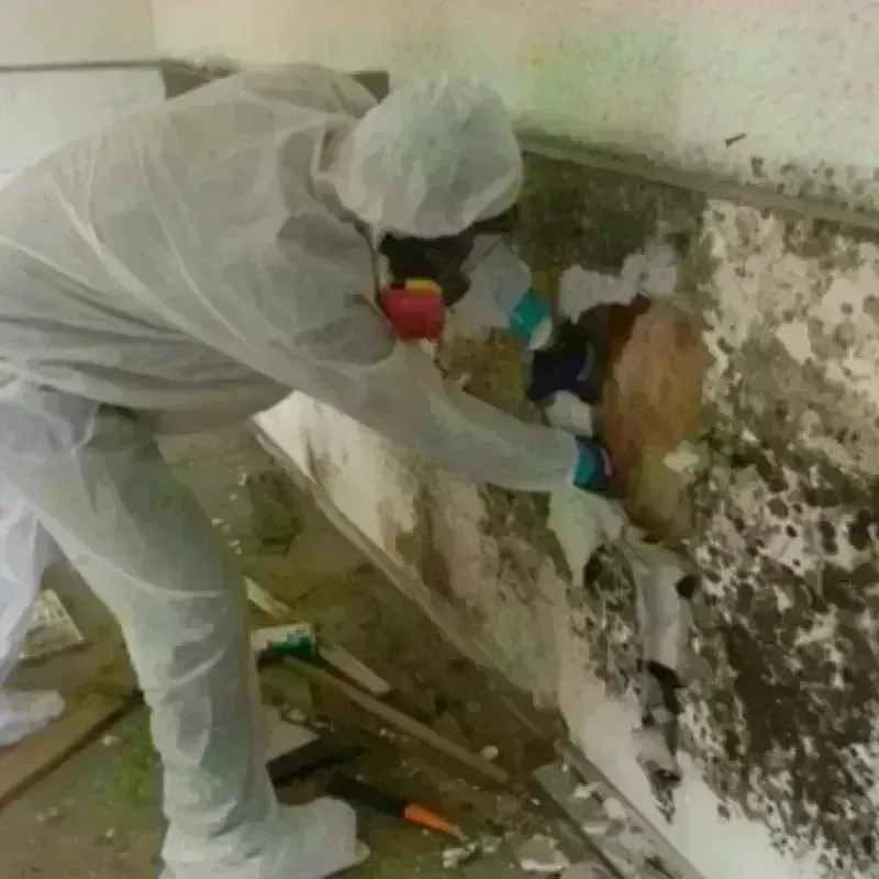 Mold Remediation and Removal in Vance County, NC